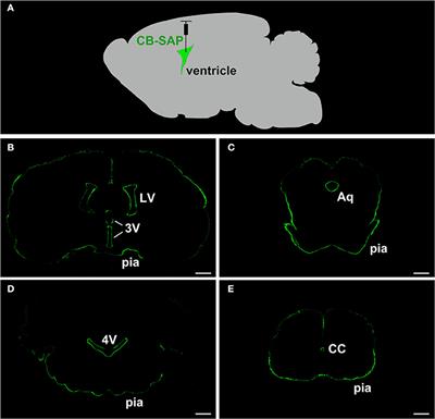 Frontiers The Establishment Of A Csf Contacting Nucleus Knockout